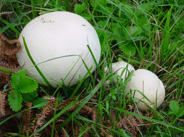 prataiolo maggiore (agaricus arvensis) buon commestibile