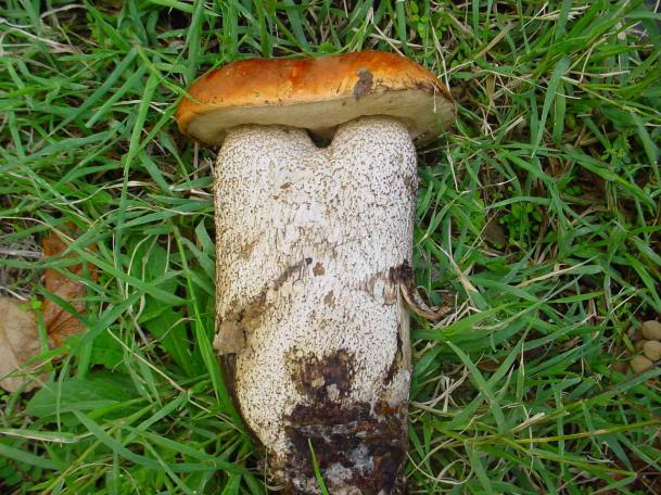 porcinelli (leccinum rufus) Commestibile