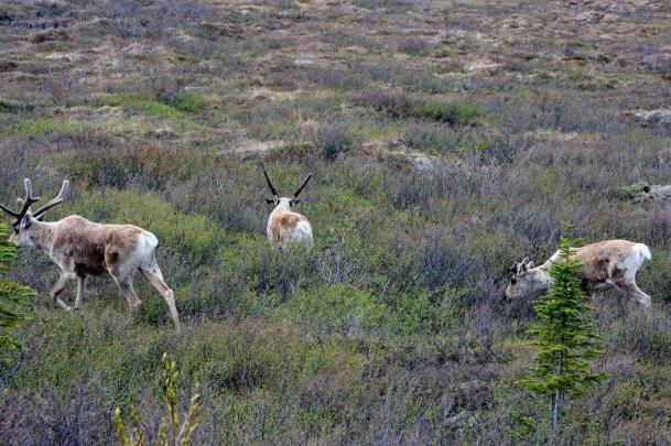 caribou (rangifer tarandus)