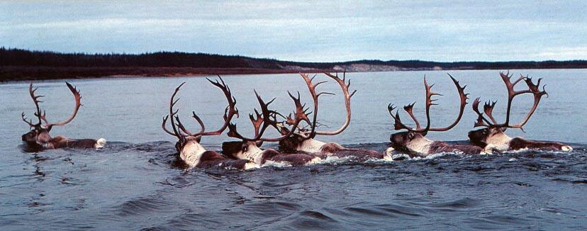 caribou (rangifer tarandus)  mentre guadano il mc kenzie river