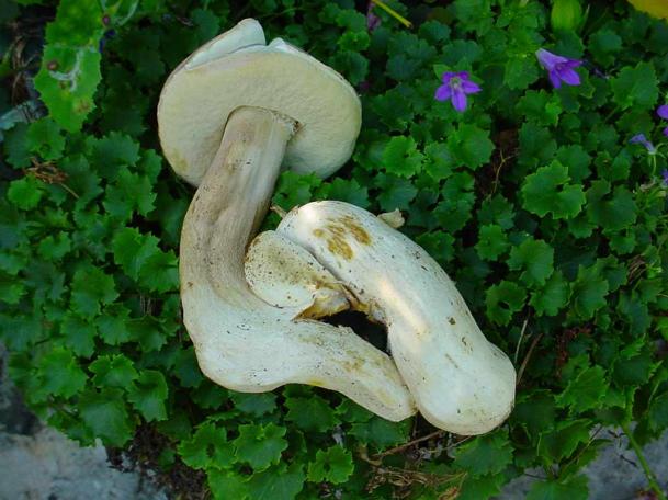 porcini (boletus aestivalis)