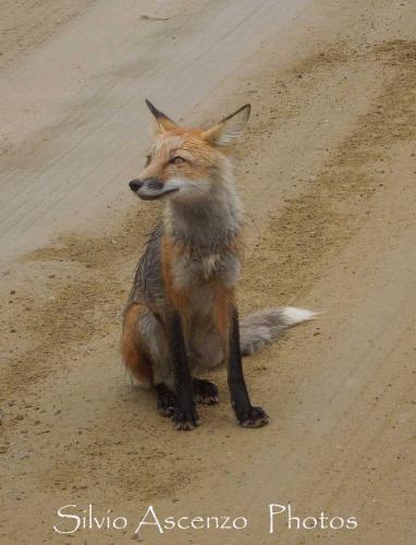 Volpe rossa (Vulpes vulpes alasciensis)