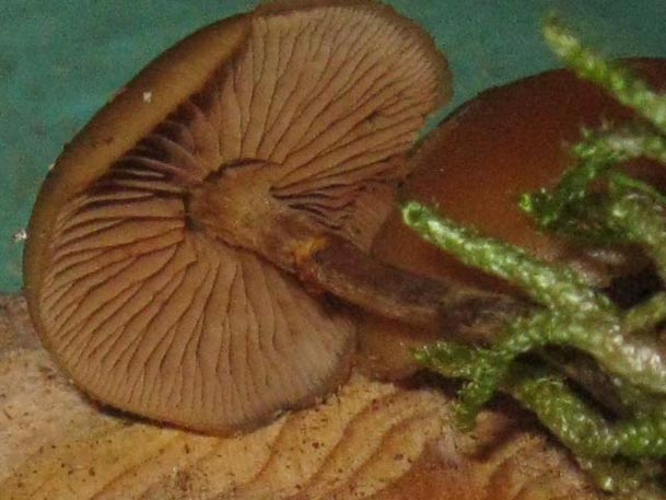 galerina marginata  (velenoso mortale)