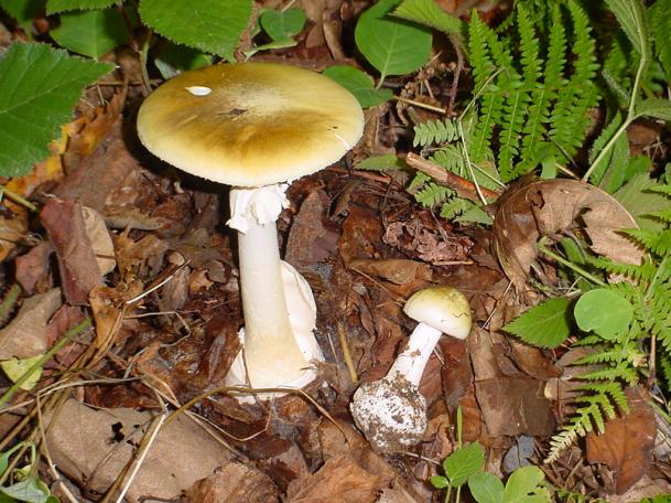 ovolo malefico (Amanita phalloides) velenoso mortale