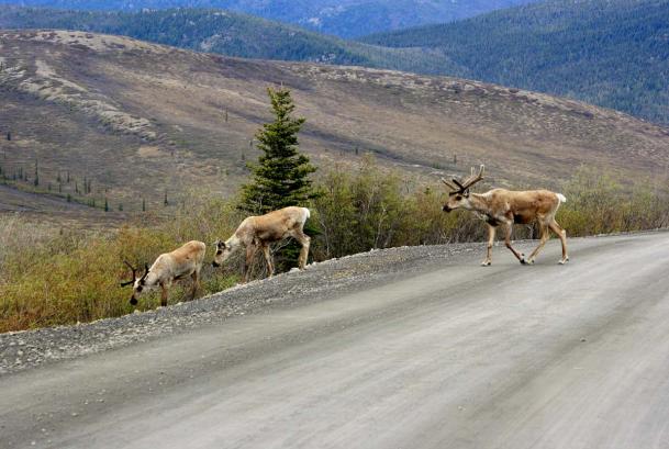 caribou al pascolo