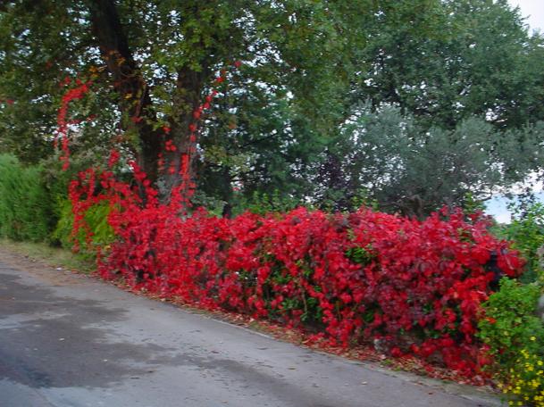 Autunno del grande nord