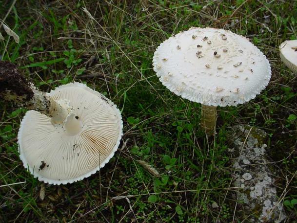 amanita vittadini (non commestibile)