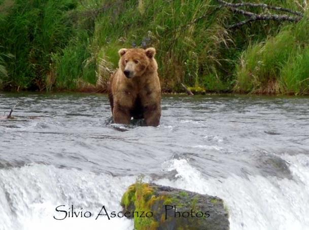 Grizzly (Ursus arctos horribils)