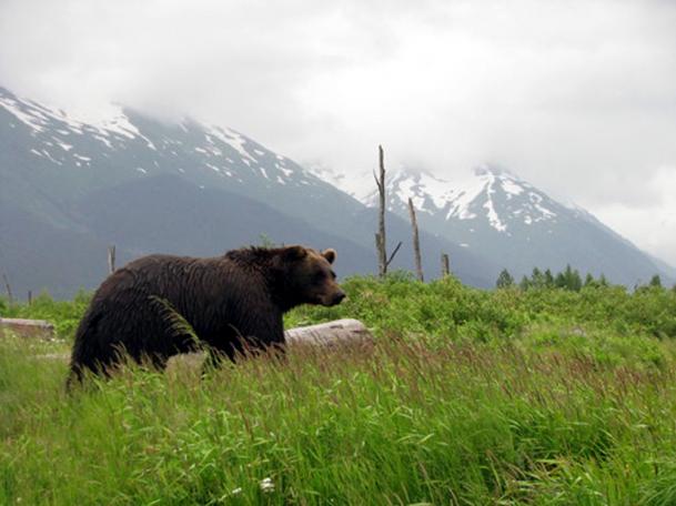 grizzly (ursus arctos horribilis)