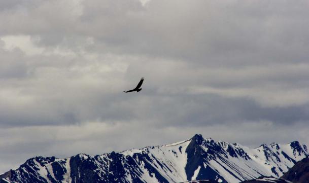 Aquila dalla testa bianca