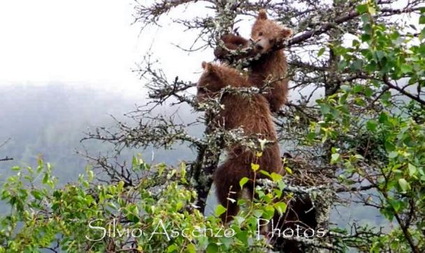 La paura fa 90   Tutti sull'albero