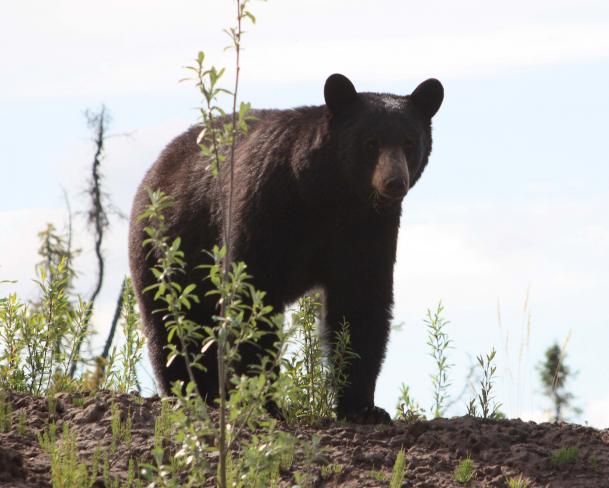 orso nero