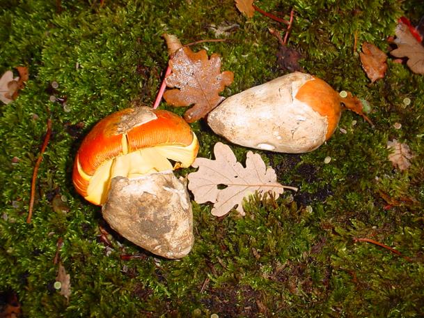 ovolo buono (amanita cesarea) eccellente commestibile crudo in carpaccio