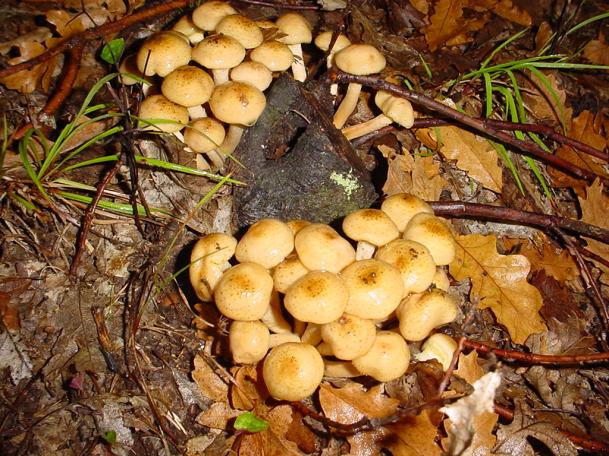 chiodino (armillariella mellea) buon commestibile