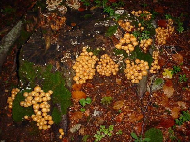 famigliola gialla (kuenheromyces mutabilis) buon commestibile