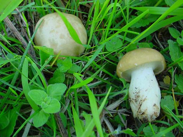 prugnolo  (calocybe gambosa) buon commestibile