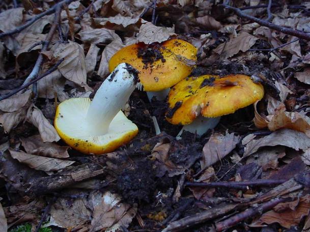 russula aurata (buon commestibile)