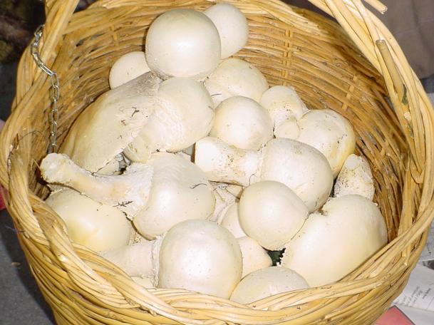 prataioli (agaricus aevensis)