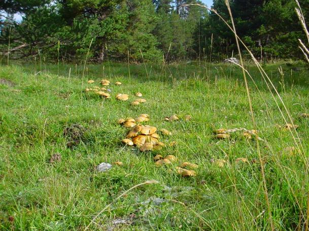 porcinelli (suillus granulatus) commestibili