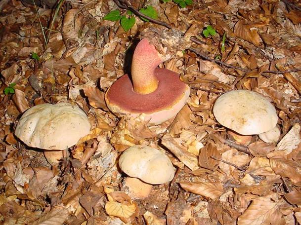 boletus satanas (velenoso)