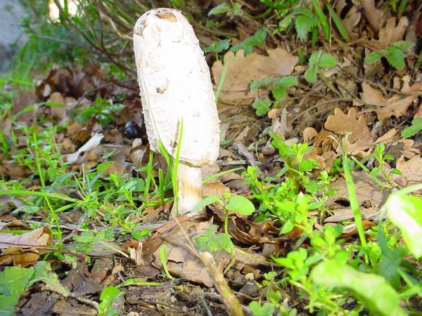 coprinus comatus (buon commestibile)