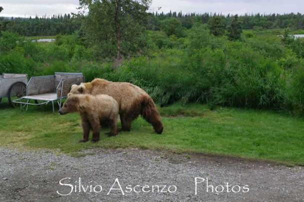 Orsi nei dintorni della base di partenza da Katmai