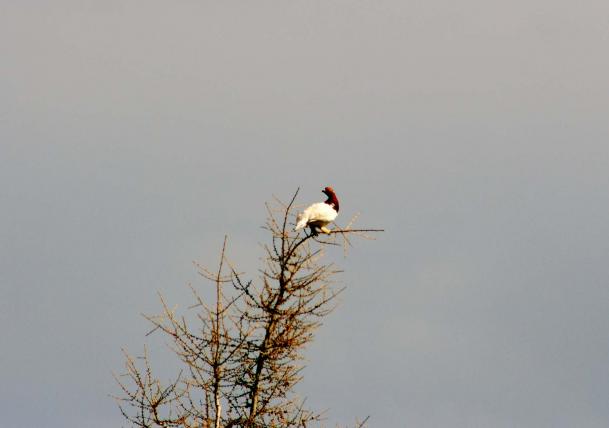 pernice bianca   (lagopus mutus)