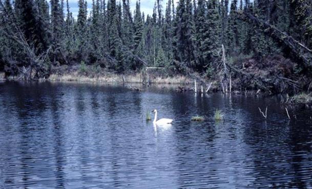 cigno trombettiere (cygnus buccinator)