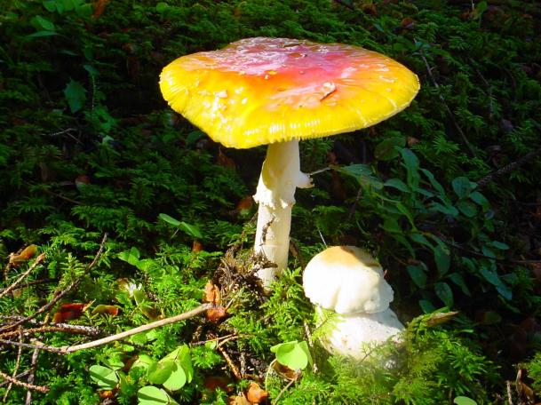 Amanita muscaria (velenoso) e porcino (ottimo commestibile)