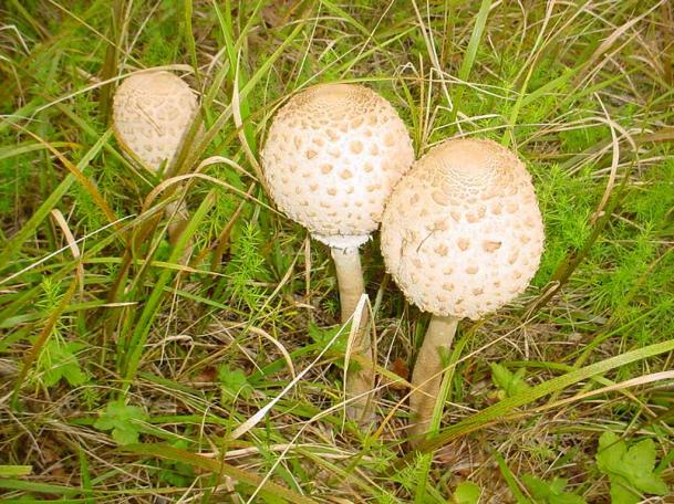 Mazze da tamburo (macrolepiota procera) buon commestibile