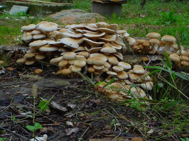 pioppino (agrocybe aegerita) ottimo commestibile