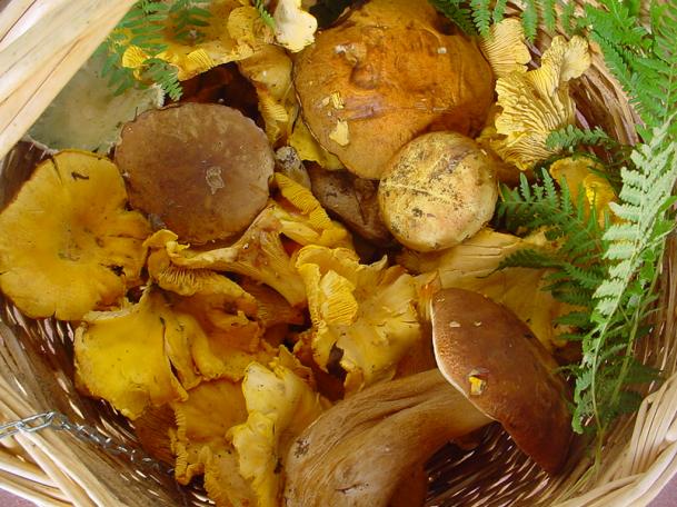 misto funghi mangerecci