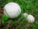 prataiolo maggiore (agaricus arvensis) buon commestibile