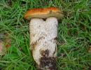 porcinelli (leccinum rufus) Commestibile