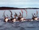 caribou (rangifer tarandus)  mentre guadano il mc kenzie river