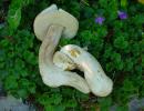 porcini (boletus aestivalis)