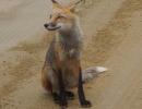 Volpe rossa (Vulpes vulpes alasciensis)
