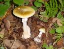 ovolo malefico (Amanita phalloides) velenoso mortale