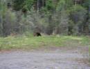 un Grizzly in ...fuga