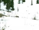 un alce nella neve