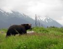 grizzly (ursus arctos horribilis)