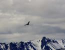 Aquila dalla testa bianca