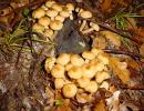 chiodino (armillariella mellea) buon commestibile