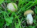 prugnolo  (calocybe gambosa) buon commestibile
