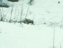 alce (alces alces)