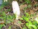 coprinus comatus (buon commestibile)