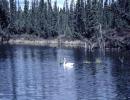 cigno trombettiere (cygnus buccinator)