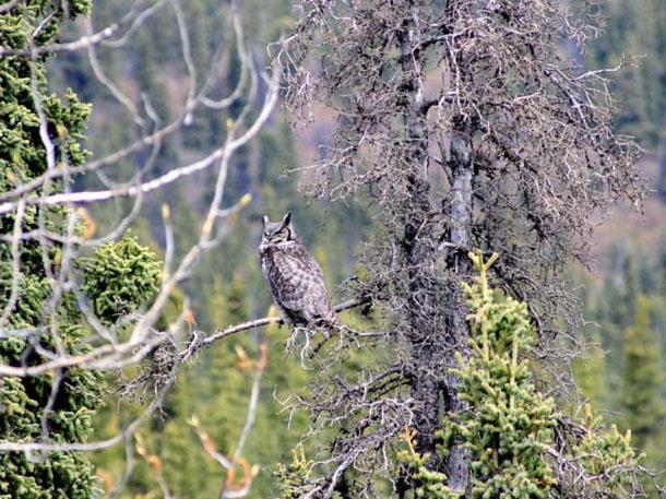 Gufo reale  (bubo bubo)